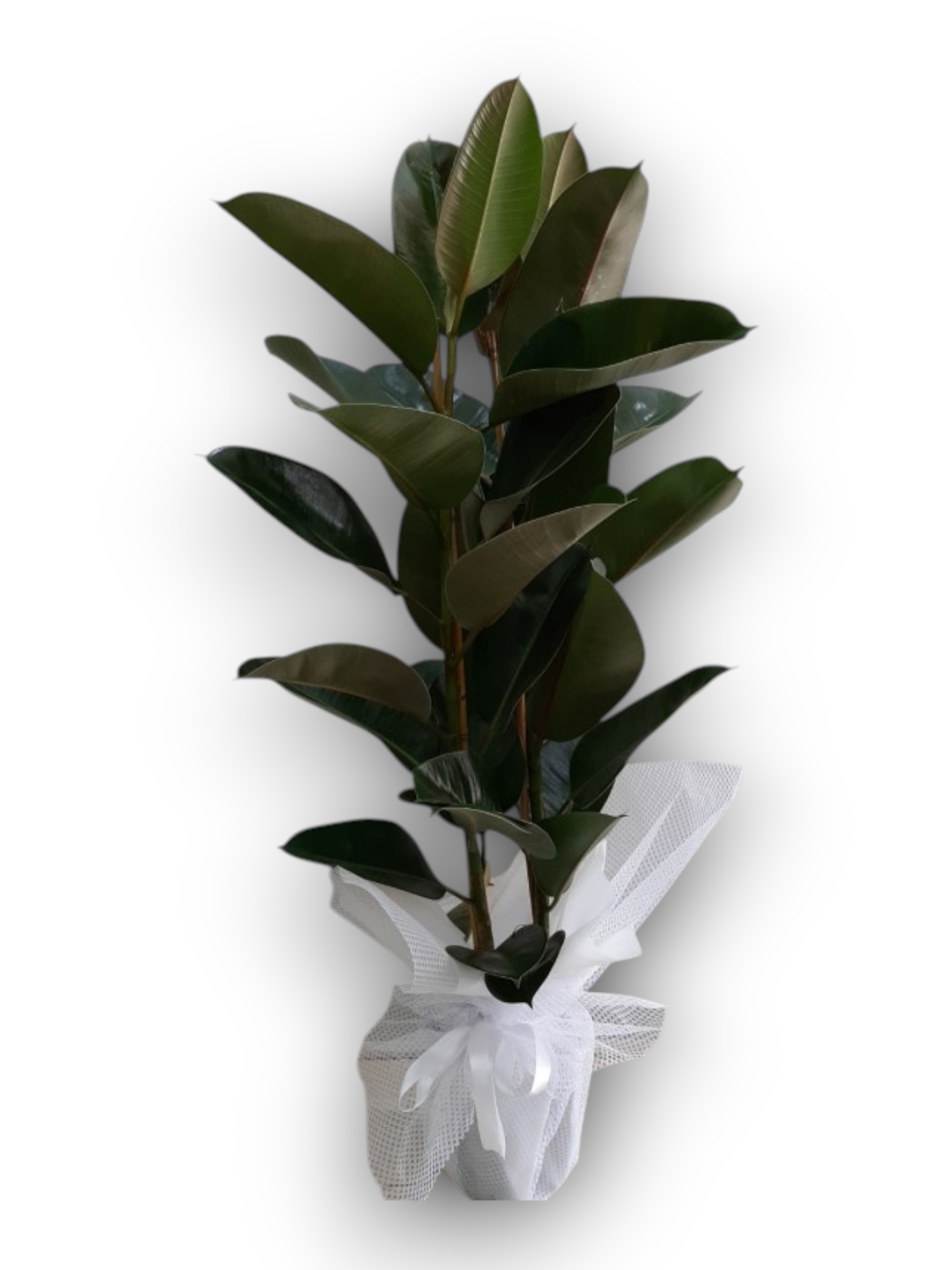  Kauçuk Ağacı Ficus Elastica Salon Bitkisi