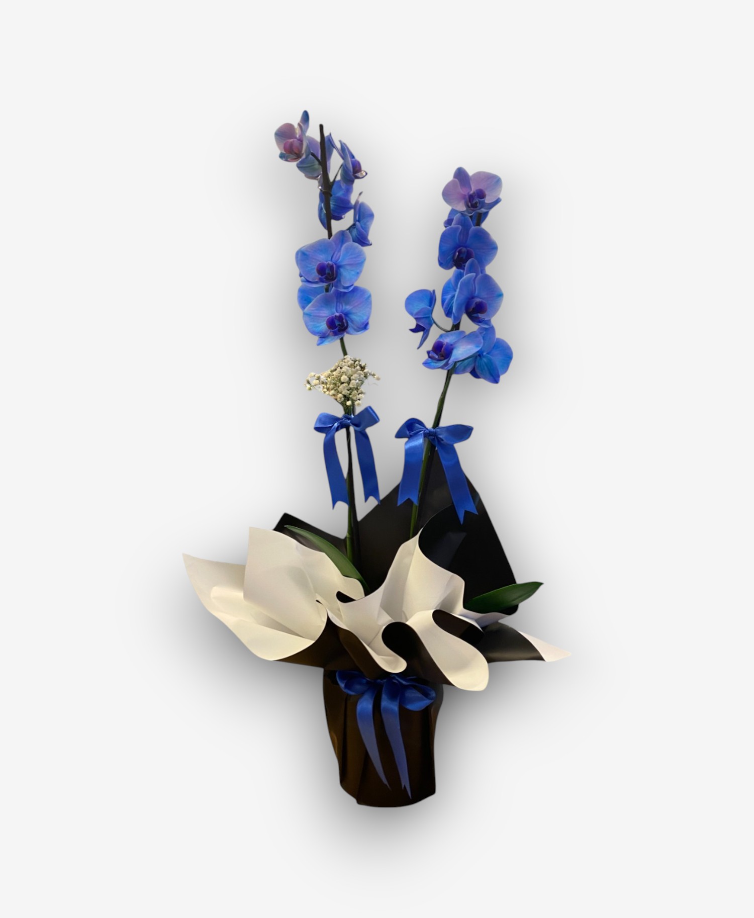 Şık Sunumlu Çift Dal Mavi Orkide Çiçeği