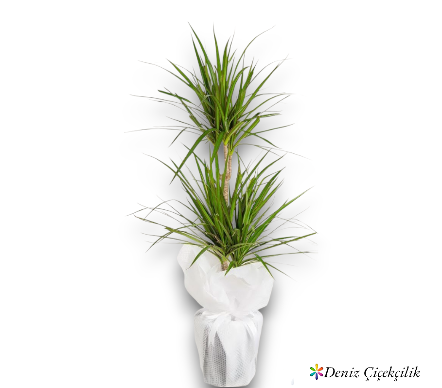 İkili Dracena Marginata