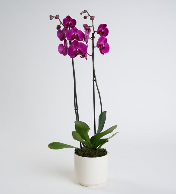 Mor Çift Dallı Orkide  Seramik Saksıda Şık Salon Çiçeği