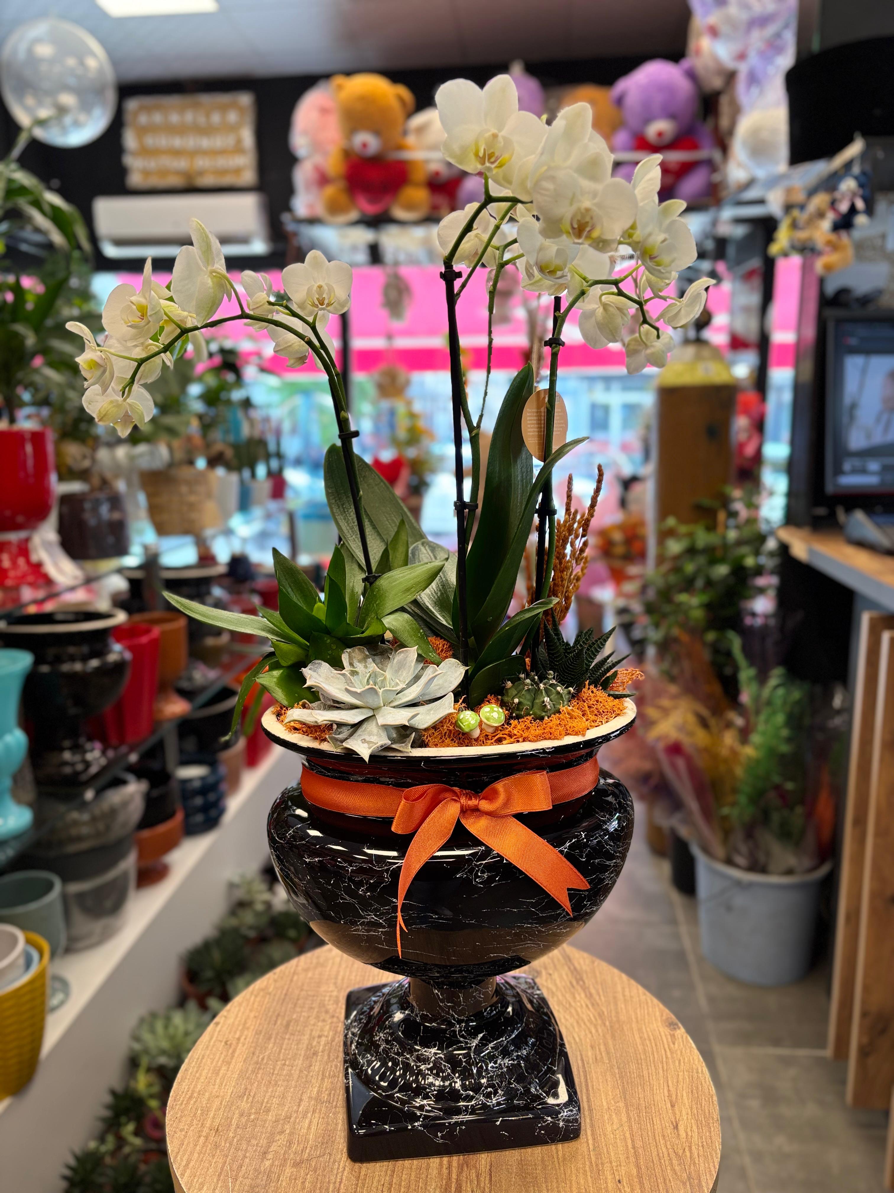 Beyaz Orkide  Sukulent Aranjmanı Siyah Mermer Saksı