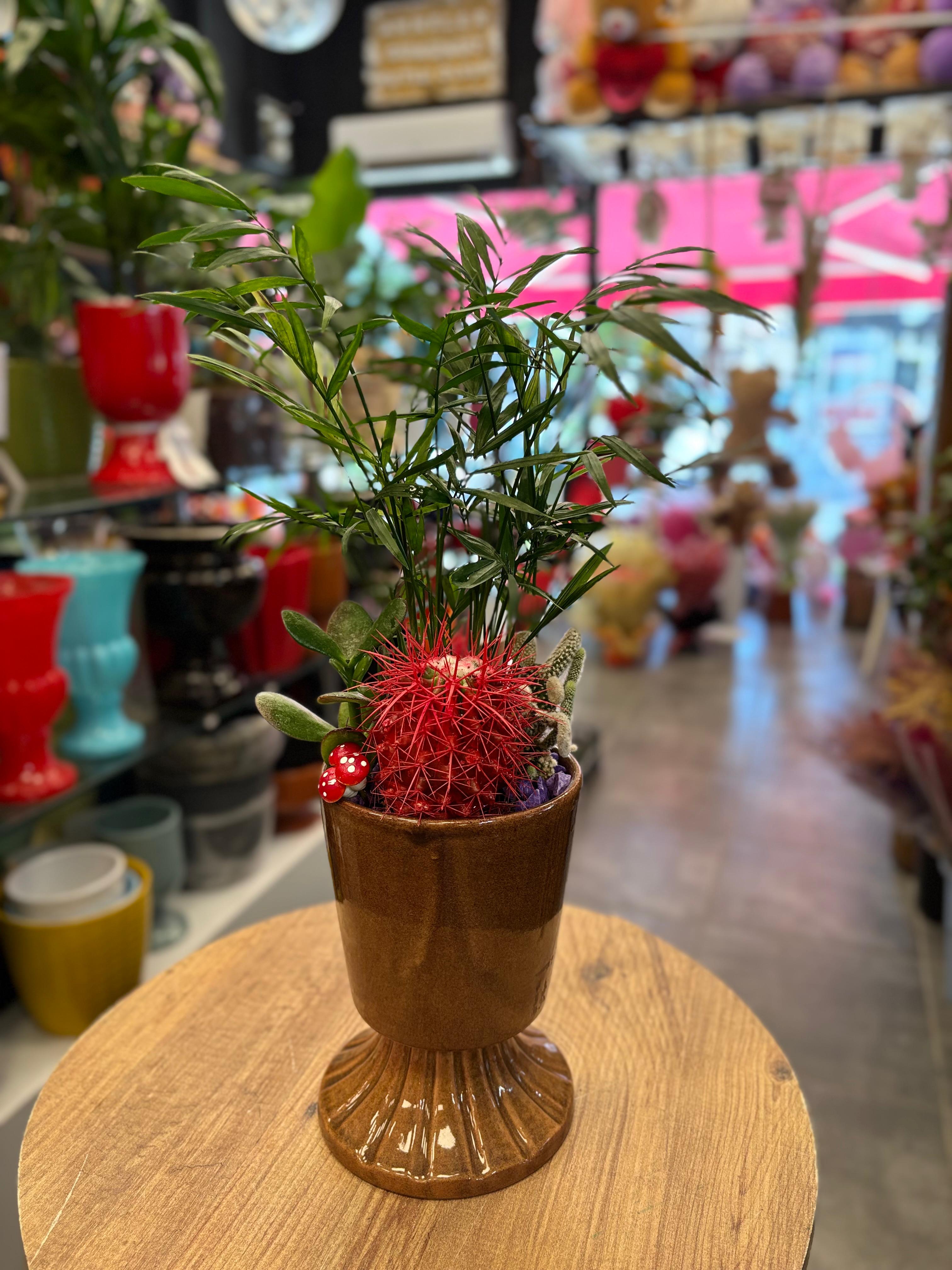 Üçlü Bitki Aranjmanı – Kaktüs Sukulent