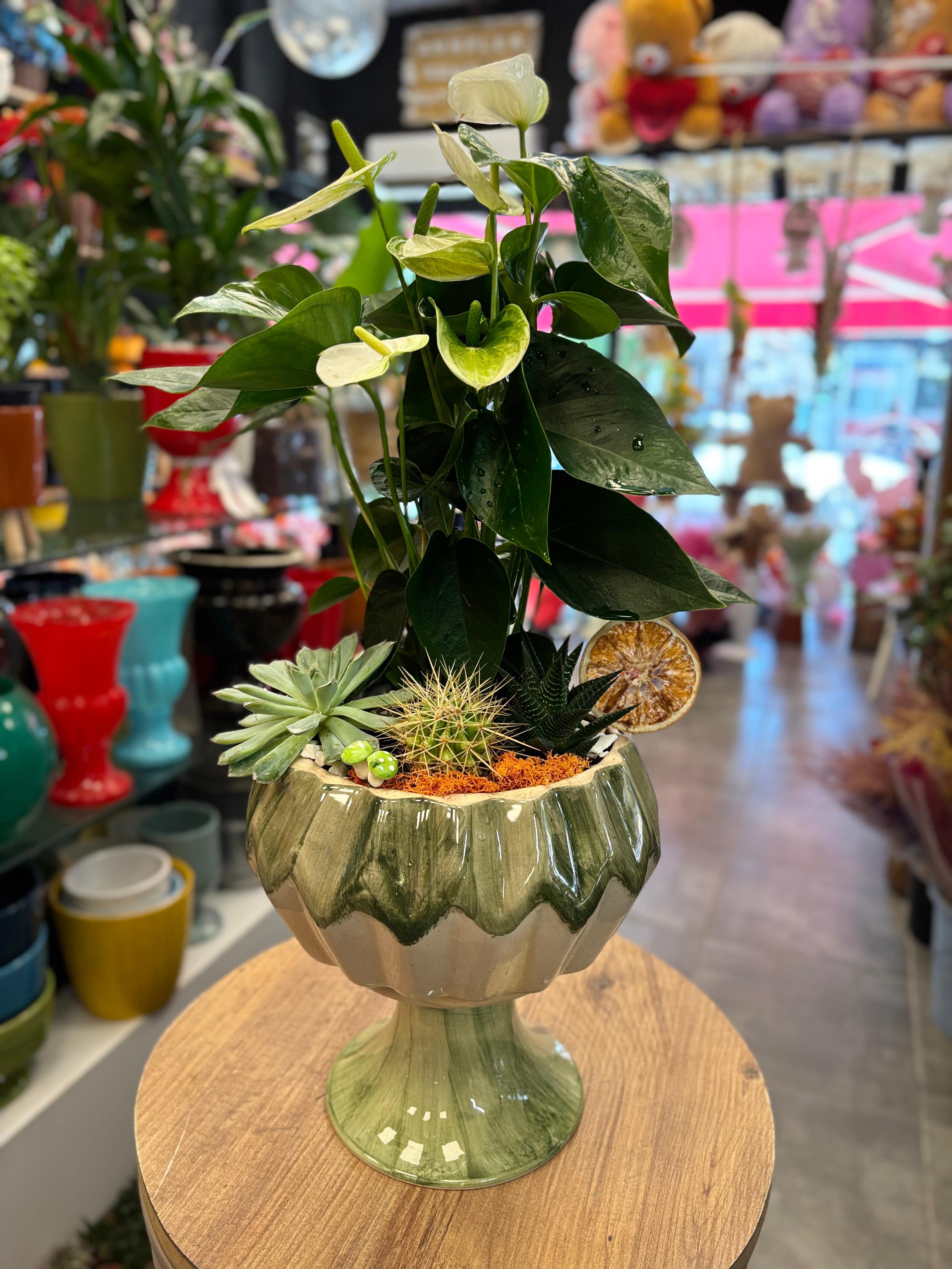 Ayaklı Seramik Saksıda Beyaz Antoryum  Sukulent Aranjmanı