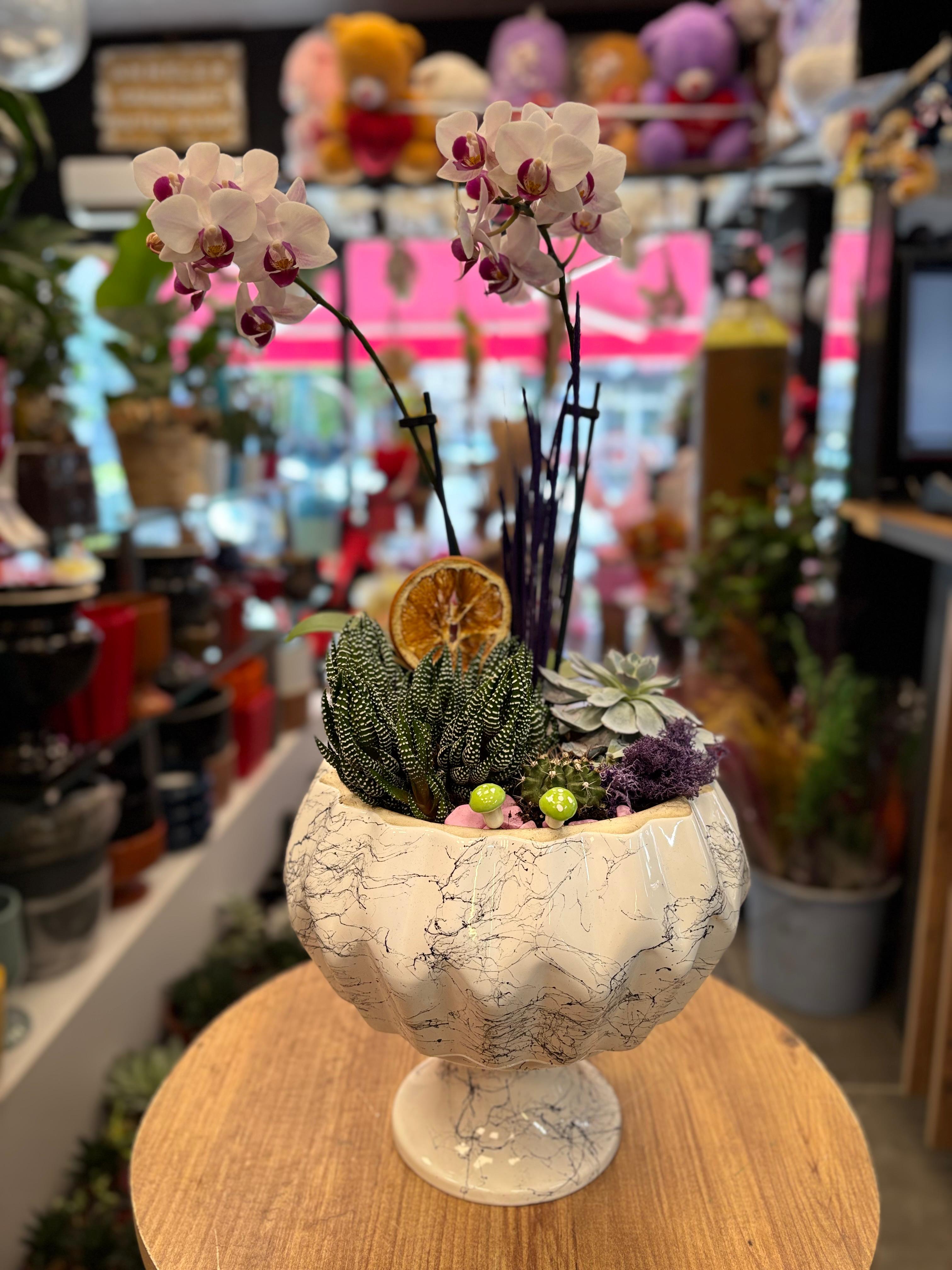 Mermer Desenli Saksıda Orkide  Sukulent Aranjmanı