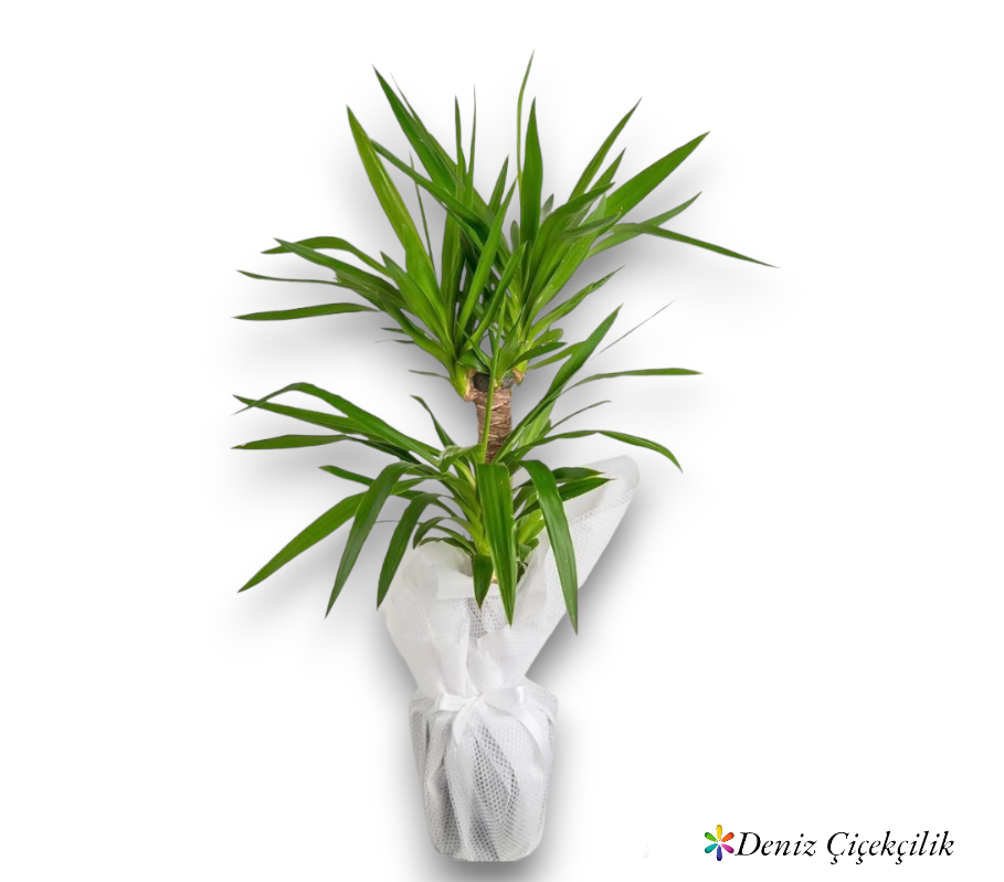 Yucca Palmiyesi - İç Mekan Dekoratif Süs Bitkisi 